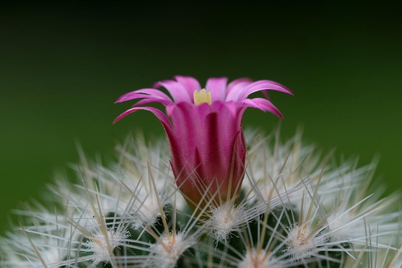 Sonoran Desert, USA