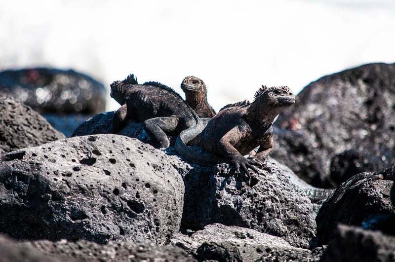 Galapagos Islands Wildlife
