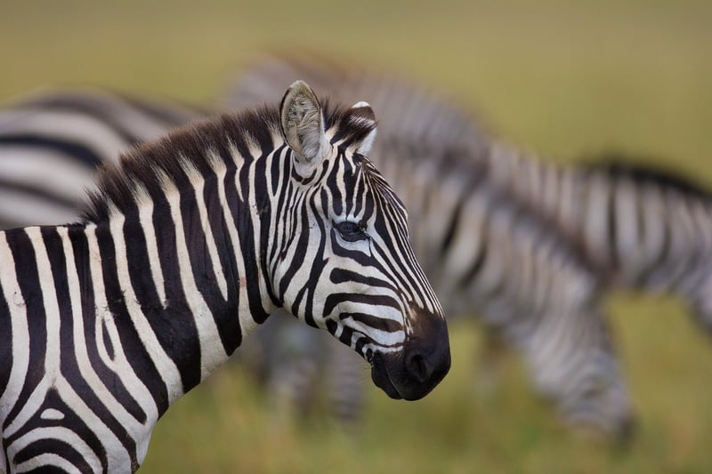 Masai Mara Safari