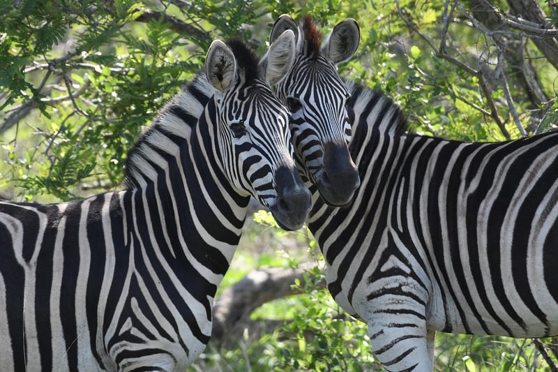 African Safari