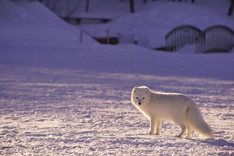 Arctic Fox in Svalbard, Norway